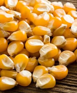 Human Feed Corn (GMO And Non GMO)